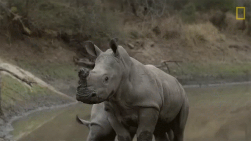 Two Rhinos Standing Next To Each Other With A National Geographic Logo In The Corner GIF