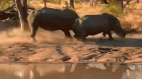 Two Rhinos Standing Together in Water