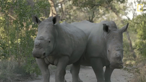 Two Rhinos with National Geographic Logo