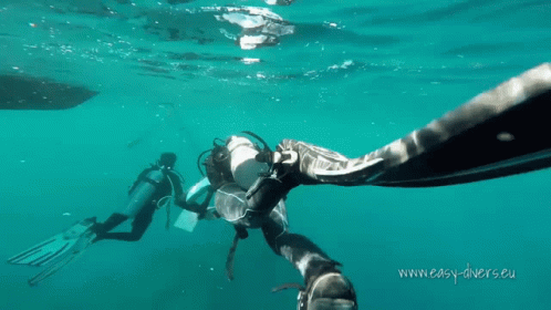 Two Scuba Divers Are Swimming In The Ocean With The Website Www.easy-Divers.eu In The Lower Right Corner GIF