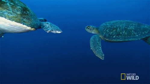 Two Sea Turtles Swimming with National Geographic Logo