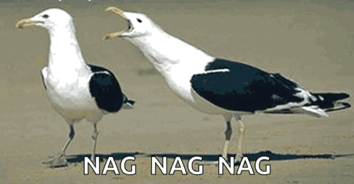 Two Seagulls Are Standing Next To Each Other On The Beach With The Words Nag Nag Nag Written Below Them . GIF