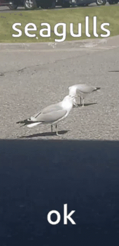 Two Seagulls Are Standing On The Side Of A Road With The Words Seagulls Ok Below Them GIF