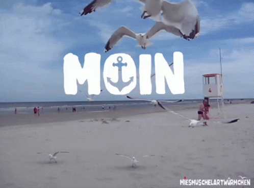 Two Seagulls Flying Over A Beach With The Word Moin Written In The Sky GIF