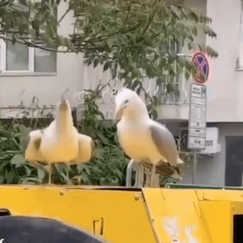 Two Seagulls on Yellow Container