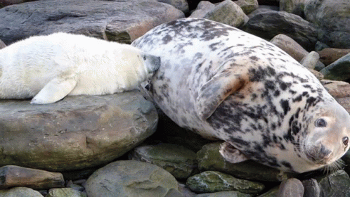 Two Seals Are Laying On A Pile Of Rocks And One Is Looking At The Other GIF