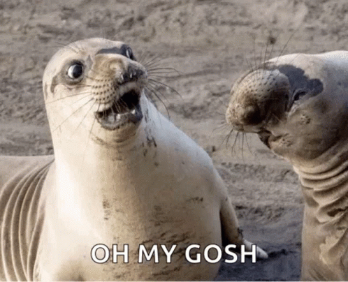 Two Seals Are Looking At Each Other With The Words Oh My Gosh Written Below Them GIF
