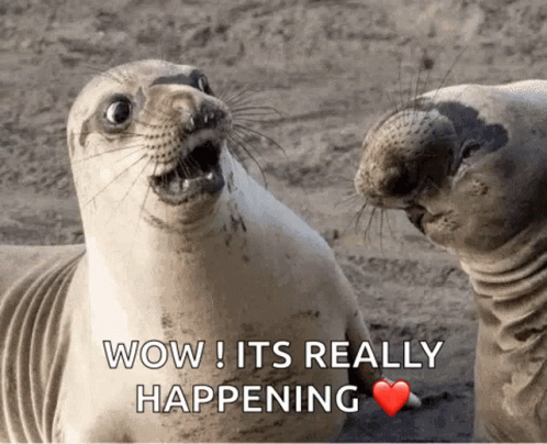 Two Seals Are Looking At Each Other With The Words Wow ! It 'S Really Happening Above Them GIF