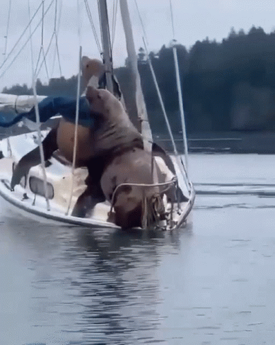 Two Seals Are Playing On A Sailboat In The Ocean GIF