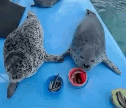 Two Seals Are Standing Next To Each Other On A Blue Surface Eating From Bowls . GIF