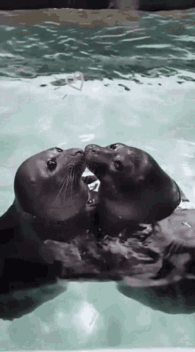 Two Seals Kissing In Water GIF