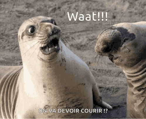 Two Seals Looking at Each Other Saying Waat