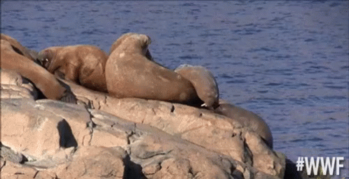 Two Seals Lying on Rock in Water