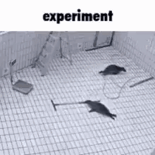 Two Seals Playing With Vacuum Cleaner GIF