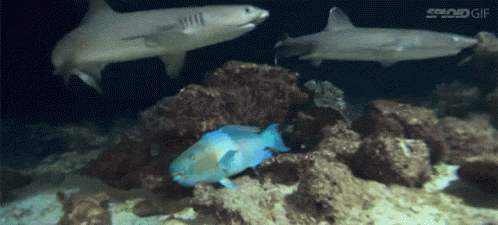 Two Sharks And A Blue Fish Are Swimming In A Coral Reef GIF