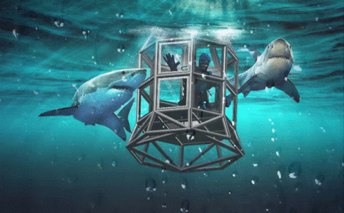 Two Sharks Are Swimming Around A Man In A Cage In The Ocean GIF