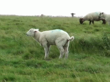 Two Sheep in Grassy Field