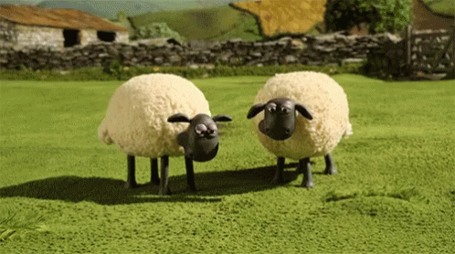 Two Sheep GIF