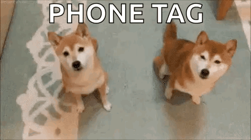 Two Shiba Inu Dogs Are Standing Next To Each Other On A Rug And Looking At The Camera . GIF