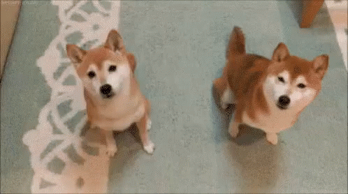 Two Shiba Inu Dogs Standing Next To Each Other On A Rug With The Words `` You 'Re It ! '' GIF