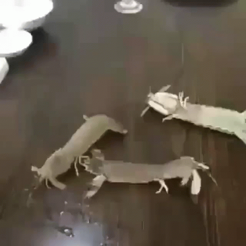 Two Shrimp Are Sitting On A Wooden Table With A Glass Of Wine In The Background . GIF