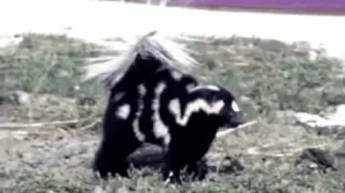 Two Skunks in Field