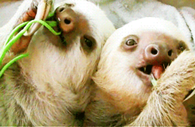 Two Sloth Eating Wigs GIF