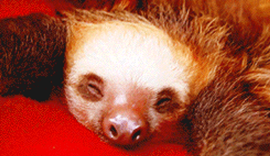 Two Sloth Sleeping GIF