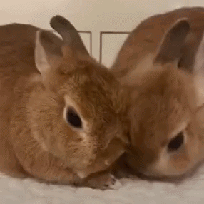 Two Small Brown Rabbits Are Laying Next To Each Other On A Bed . GIF