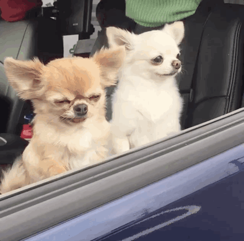 Two Small Dogs Are Looking Out Of A Car Window With Their Eyes Closed GIF