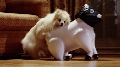 Two Small Dogs Are Playing With A Stuffed Animal That Looks Like A Cow GIF