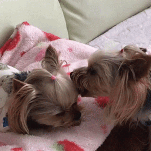 Two Small Dogs Laying On A Pink Blanket With Strawberries On It GIF