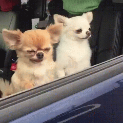 Two Small Dogs Sitting in Car Looking Out Window