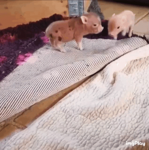 Two Small Pigs Are Walking On A Rug On The Floor . GIF