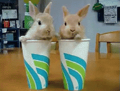Two Small Rabbits Are Sitting In Cups With The Letter S On Them GIF