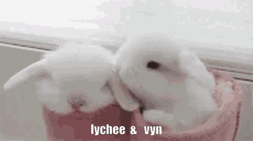 Two Small White Rabbits Are Kissing In A Pink Bag . GIF