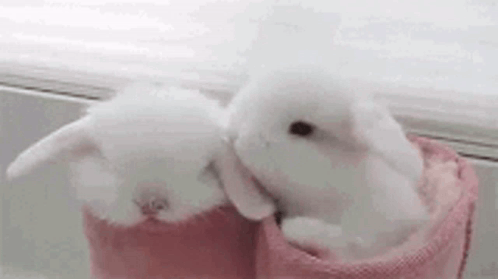 Two Small White Rabbits Are Sitting Next To Each Other In A Pink Blanket . GIF