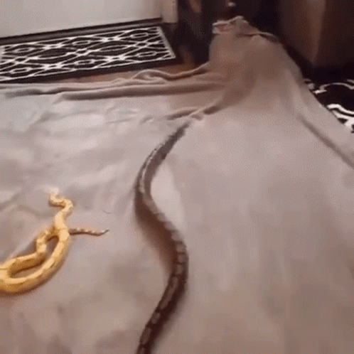 Two Snakes Are Laying On A Blanket On A Bed In A Room . GIF
