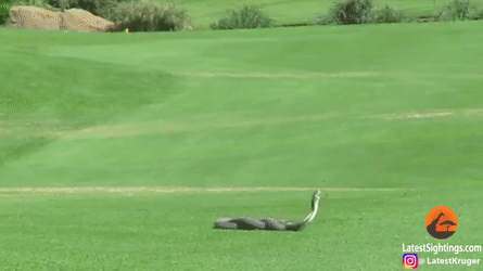 Two Snakes In Golf Course GIF