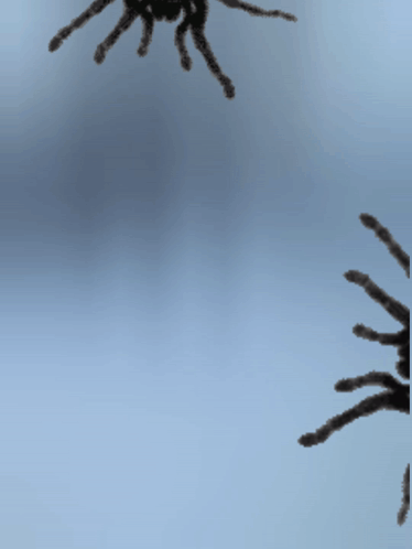 Two Spiders Silhouetted Against Blue Sky