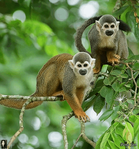 Two Squirrel Monkeys Are Sitting On A Tree Branch With A Picture Of A Woman Behind Them GIF