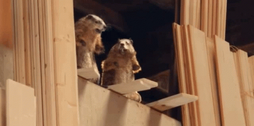 Two Squirrels on Wooden Ledge