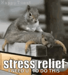 Two Squirrels Piled on Shelf