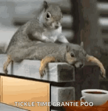 Two Squirrels Sitting at Table With Coffee and Mirror