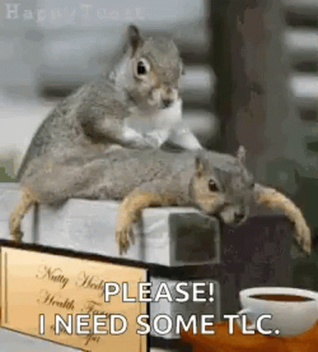 Two Squirrels Sitting on Box Saying I Need Some TLC