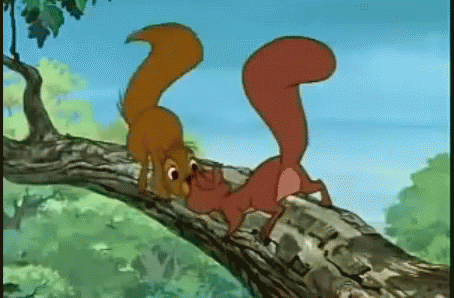 Two Squirrels Sitting on Tree Branch Looking at Each Other