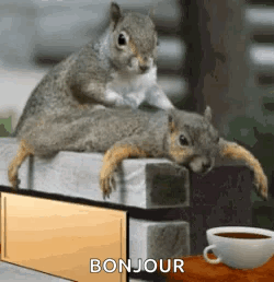 Two Squirrels Stacked on Brick Wall with Coffee