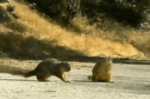 Two Squirrels Standing on Sidewalk