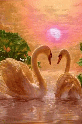 Two Swans Are Making A Heart Shape In The Water GIF
