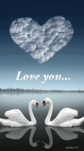 Two Swans In A Lake With A Heart Shaped Cloud In The Background And The Words " Love You " GIF